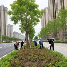 城市面临绿化困境：市政园林管理体制亟待改革。